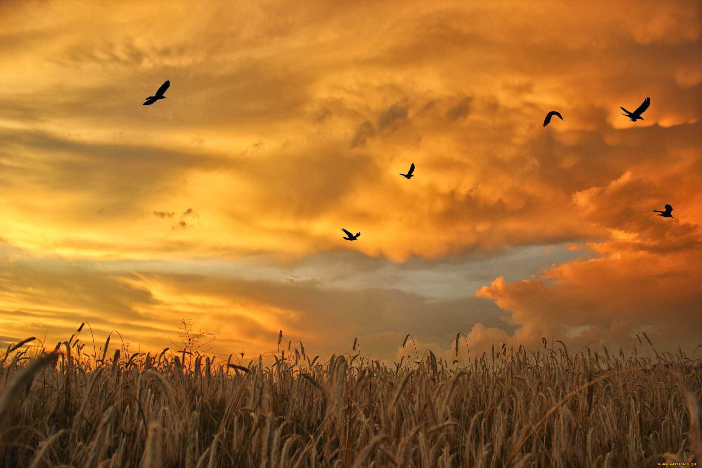 Пшеничная птица. Птицы в небе. Птицы над полем. Птицы в поле. Птицы на рассвете.